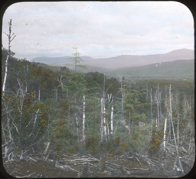 Forest and Mountain