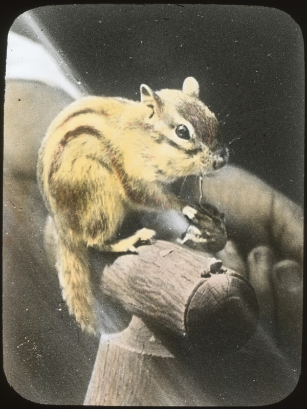 Squirrel