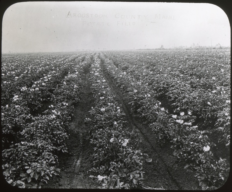 Potato Field