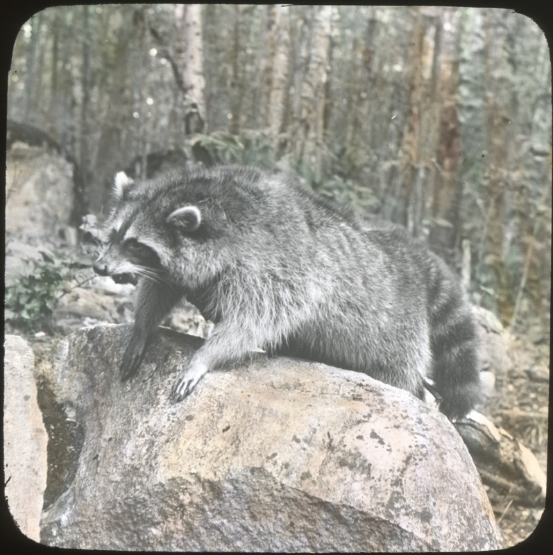 Raccoon