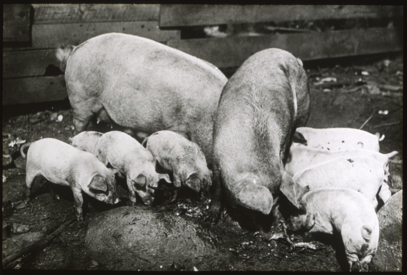 Aroostok County Pigs