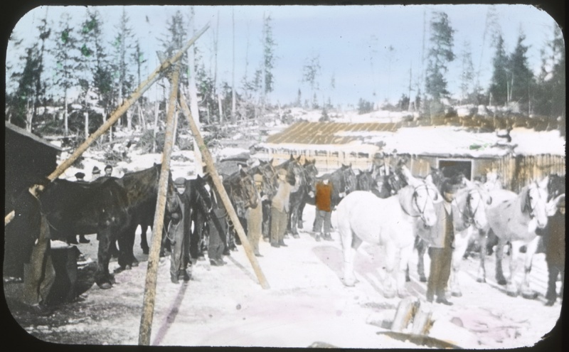 Lumber Camp, Horses