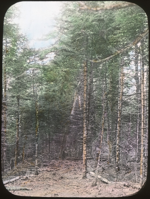 Standing Timber