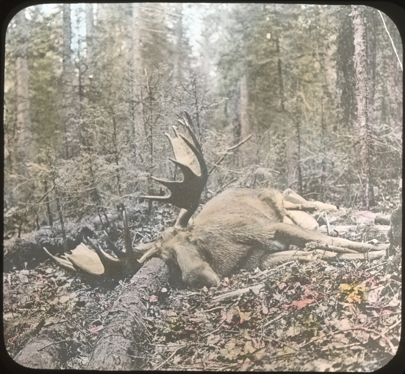 Moose Fallen Victim to the Huntsman