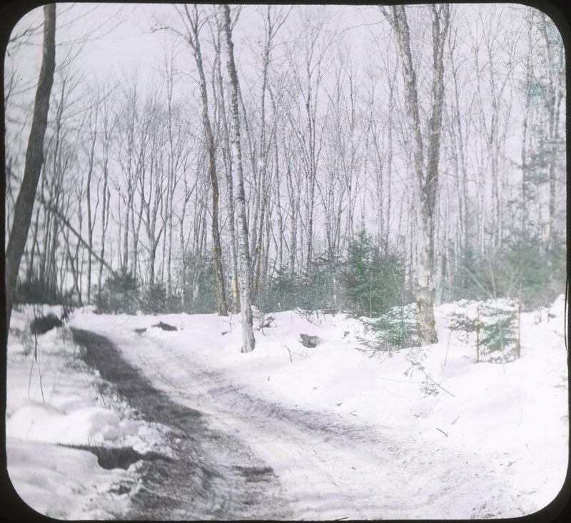 Woodland Road in Winter