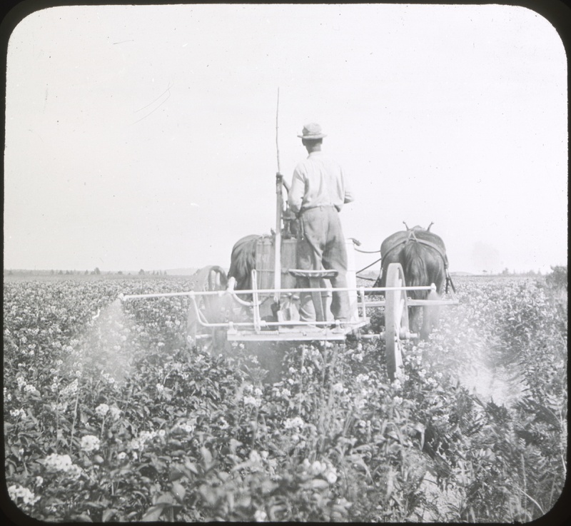 Spraying Potatoes