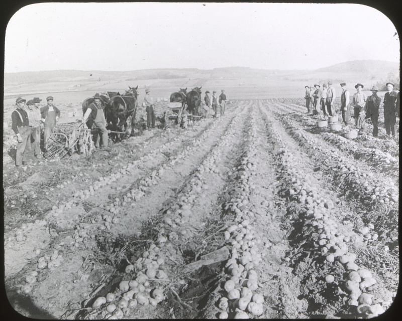 Harvesting Potatoes