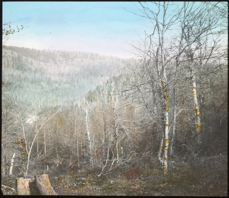 Picturesque Forest Land