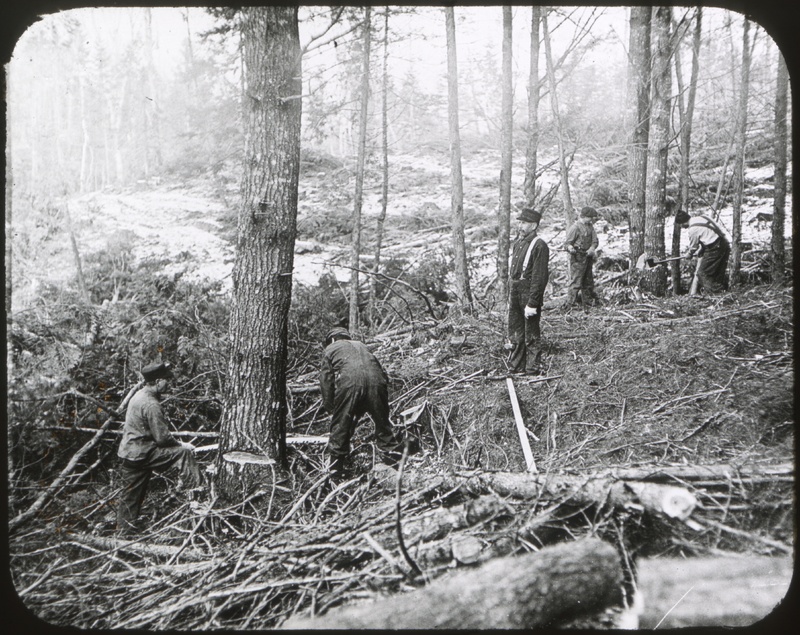 Felling Trees