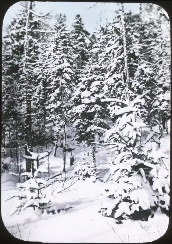 The Forest in Winter Dress