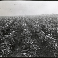 whipple-maine-100.jpg